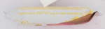 Sally Williams Turkish Delight Bar 50g